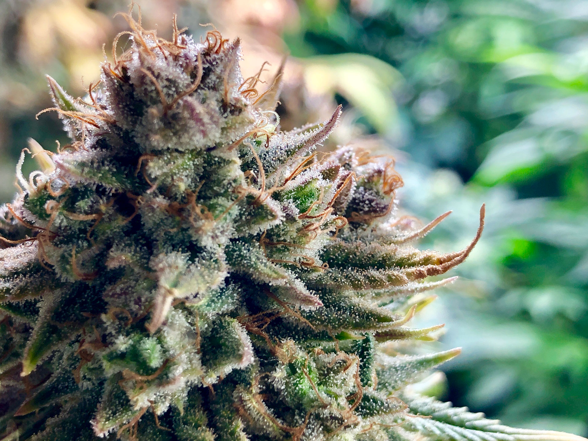 Harter_Cannabis_Trockner