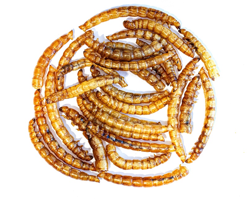 Harter Dryer Pet Food Worms
