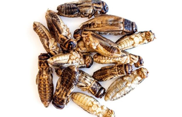 Gently Drying of Insects for Food
