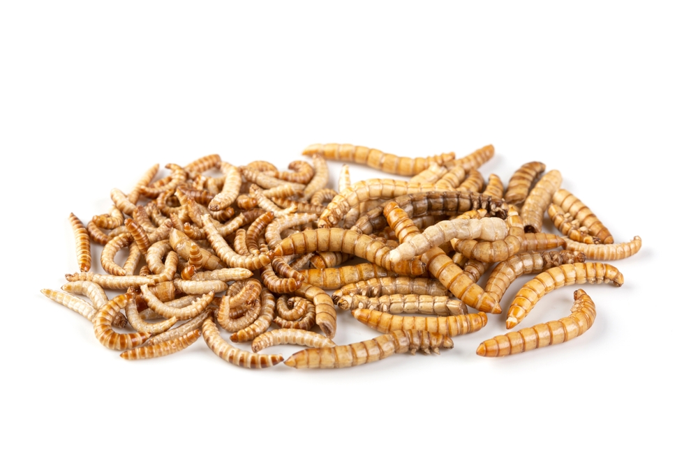 Edible,Insects,-,Mealworms,And,Buffalo,Worms,Isolated,On,A