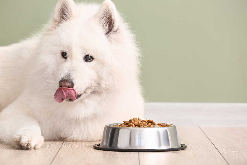 Cute,Samoyed,Dog,And,Bowl,With,Food,Near,Color,Wall