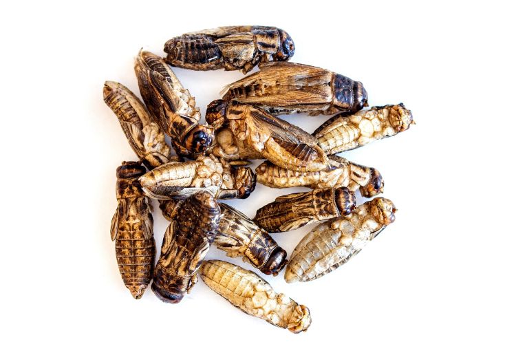 harter-lebensmittel-insektenfood-entofood-750-500
